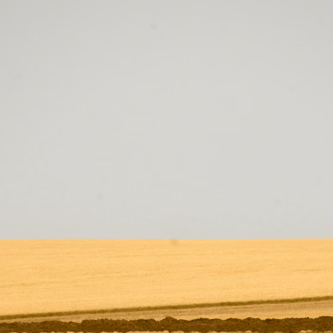 Expansive golden wheat field under clear gray sky.