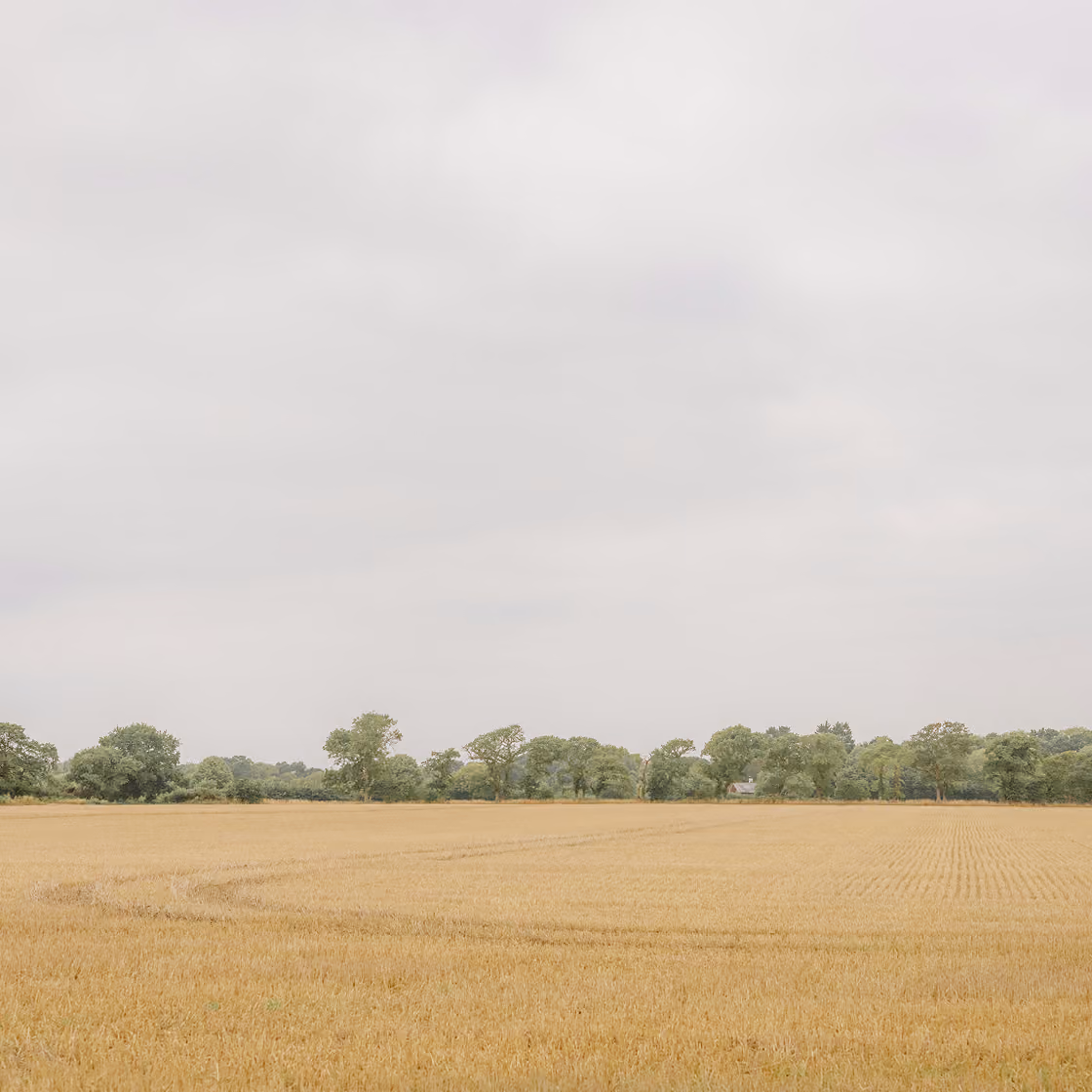 Wide golden wheat field under cloudy sky with a line of green trees in the distance.